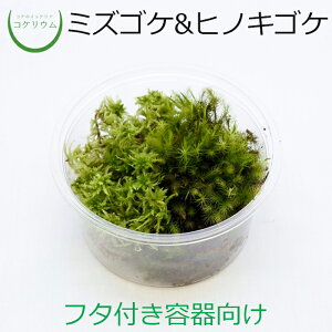 yeE RPE  RP ۃeE ۃE ANAE ANAeE ϗtA | nChJ`[ K[fjO O[ CeA  ۖ~  moss S 