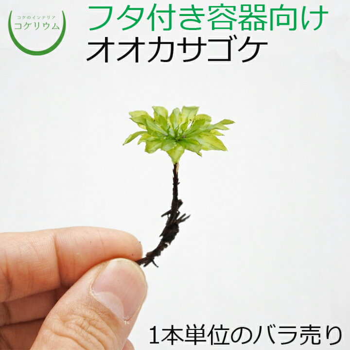 楽天市場 観葉植物 おしゃれ ミニ テラリウム コケリウム 苔 コケ 苔テラリウム 苔リウム アクアリウム アクアテラリウム 園芸 ハイドロカルチャー ガーデニング グリーン インテリア 緑 苔盆栽 癒し 初心者 オオカサゴケ 1本単位 コケのインテリア コケリウム
