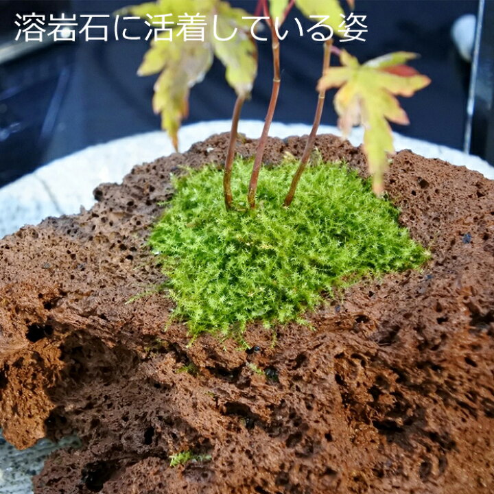 楽天市場 テラリウム コケリウム 苔 コケ 苔テラリウム 苔リウム アクアリウム アクアテラリウム 観葉植物 園芸 ハイドロカルチャー ガーデニング グリーン インテリア 緑 苔盆栽 癒し Moss 初心者 極上ウィローモス 苔なっこブリード コケのインテリア コケリウム