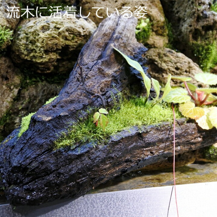 楽天市場 テラリウム コケリウム 苔 コケ 苔テラリウム 苔リウム アクアリウム アクアテラリウム 観葉植物 園芸 ハイドロカルチャー ガーデニング グリーン インテリア 緑 苔盆栽 癒し Moss 初心者 極上ウィローモス 苔なっこブリード コケのインテリア コケリウム 楽天市場 テラリウム コケリウム 苔 コケ 苔テラリウム 苔リウム アクアリウム アクアテラリウム 観葉植物 園芸 ハイドロカルチャー ガーデニング グリーン インテリア 緑 苔盆栽 癒し Moss 初心者 極上ウィローモス 苔なっこブリード コケのインテリア コケリウム