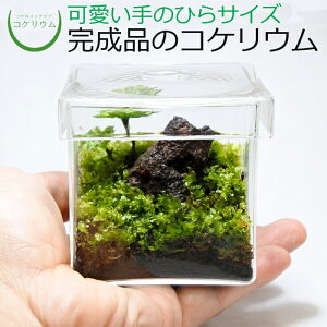 【観葉植物 おしゃれ ミニ テラリウム コケリウム 苔 コケ 苔テラリウム 苔リウム アクアリウム アクアテラリウム 園芸 ハイドロカルチャー ガーデニング グリーン インテリア 緑 苔盆栽 癒