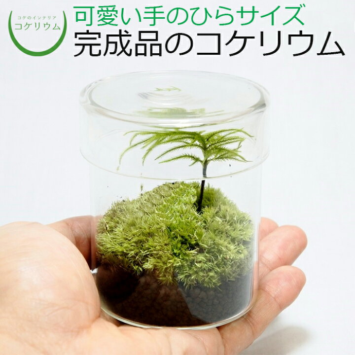 楽天市場 観葉植物 おしゃれ ミニ テラリウム コケリウム 苔 コケ 苔テラリウム 苔リウム アクアリウム アクアテラリウム 園芸 ハイドロカルチャー ガーデニング グリーン インテリア 緑 苔盆栽 癒し Moss 初心者 パック セット 完成品コケリウム 森のこかげ コケ