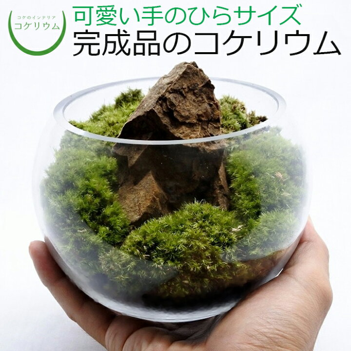 楽天市場 観葉植物 おしゃれ ミニ テラリウム コケリウム 苔 コケ 苔テラリウム 苔リウム アクアリウム アクアテラリウム 園芸 ハイドロカルチャー ガーデニング グリーン インテリア 緑 苔盆栽 癒し Moss 初心者 パック セット 完成品コケリウム 苔箱庭 コケの