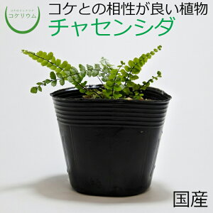 yeE RPE V_ V_A R쑐  RP ۃeE ۃE ANAE ANAeE ϗtA | nChJ`[ K[fjO O[ CeA  