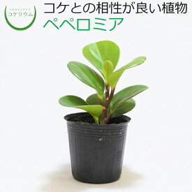 楽天市場 アクアリウム 種類 植物 ペペロミア 観葉植物 花 観葉植物 花 ガーデン Diyの通販