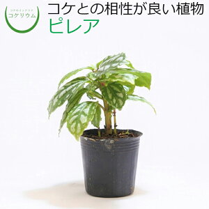 観葉植物 苔玉 農業資材 ガーデニング用品の通販 価格比較 価格 Com