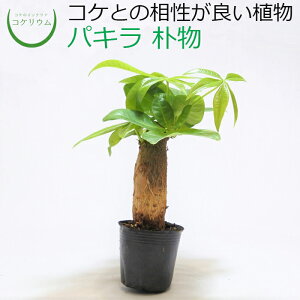 yϗtA  ~j eE ~jϗt RPE  RP ۃeE ۃE ANAE ANAeE | nChJ`[ K[fjO O[ CeA  