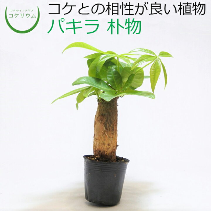 楽天市場 観葉植物 おしゃれ ミニ テラリウム ミニ観葉 コケリウム 苔 コケ 苔テラリウム 苔リウム アクアリウム アクアテラリウム 園芸 ハイドロカルチャー ガーデニング グリーン インテリア 緑 苔盆栽 癒し Moss 初心者 パキラ 朴物 コケのインテリア コケリウム