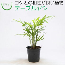 【観葉植物 おしゃれ ミニ テラリウム ミニ観葉 コケリウム 苔 コケ 苔テラリウム 苔リウム アクアリウム アクアテラリウム 園芸 ハイドロカルチャー ガーデニング グリーン インテリア 緑 苔盆栽 癒し moss 初心者】 テーブルヤシ