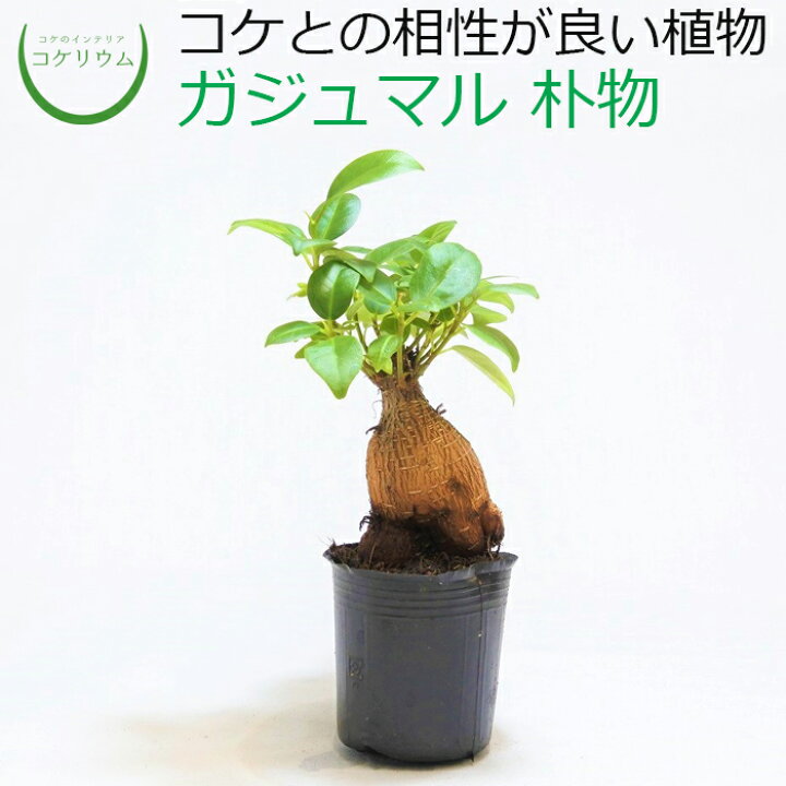 楽天市場 観葉植物 おしゃれ ミニ テラリウム ミニ観葉 コケリウム 苔 コケ 苔テラリウム 苔リウム アクアリウム アクアテラリウム 園芸 ハイドロカルチャー ガーデニング グリーン インテリア 緑 苔盆栽 癒し Moss 初心者 ガジュマル 朴物 コケのインテリア