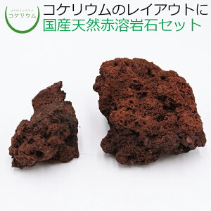 yeE RPE  RP ۃeE ۃE ANAE ANAeE ϗtA | nChJ`[ K[fjO O[ CeA  ۖ~  moss VR 