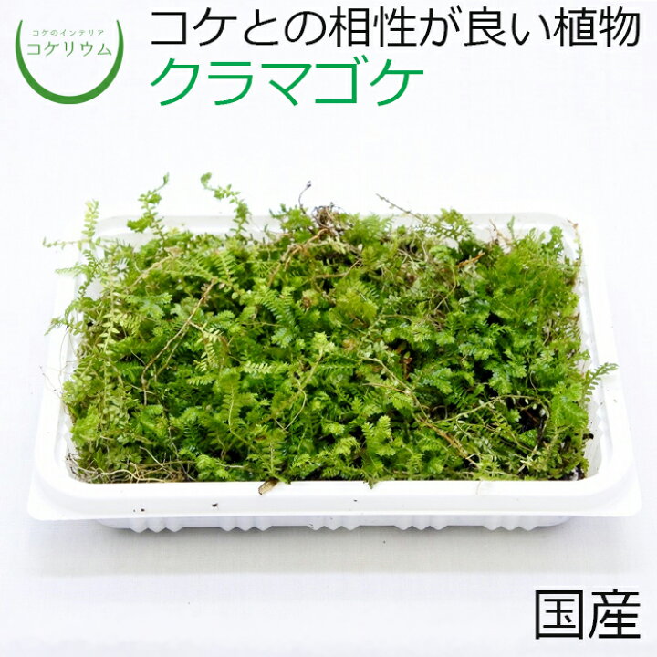楽天市場 テラリウム コケリウム シダ シダ植物 山野草 苔 コケ 苔テラリウム 苔リウム アクアリウム アクアテラリウム 観葉植物 園芸 ハイドロカルチャー ガーデニング グリーン インテリア 緑 苔盆栽 癒し Moss 初心者 パック クラマゴケ コケのインテリア