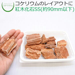 yeE RPE  RP ۃeE ۃE ANAE ANAeE ϗtA | nChJ`[ K[fjO O[ CeA  ۖ~  moss VR 