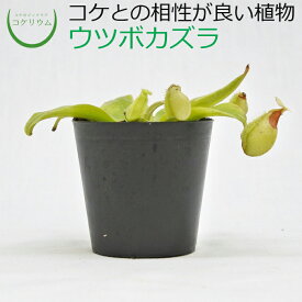 楽天市場 食虫植物 ウツボカズラ 種類 植物 アリウム の通販