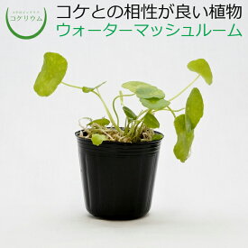 楽天市場 アクアテラリウム 水上 植物 花 ガーデン Diy の通販