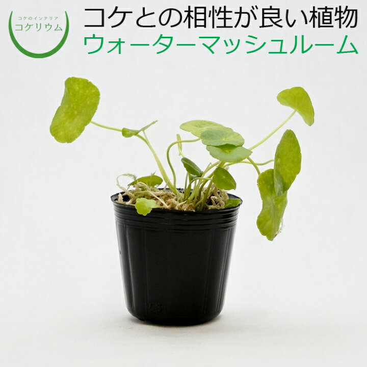 楽天市場 テラリウム 水草 コケリウム 苔 コケ 苔テラリウム 苔リウム アクアリウム アクアテラリウム 観葉植物 園芸 ハイドロカルチャー ガーデニング グリーン インテリア 緑 苔盆栽 癒し Moss 初心者 ウォーターマッシュルーム コケのインテリア コケリウム