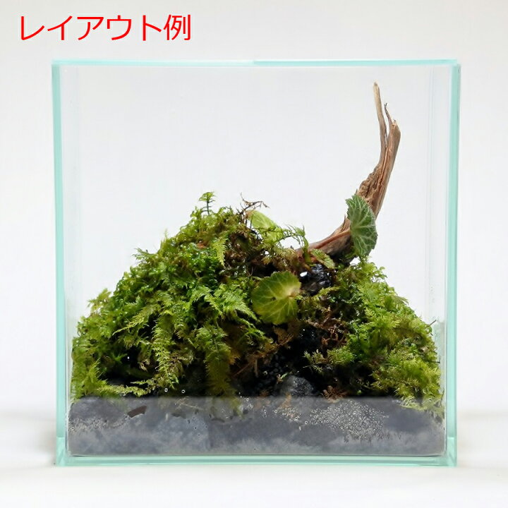 楽天市場 テラリウム コケリウム 苔玉 苔 コケ 苔テラリウム 苔リウム アクアリウム アクアテラリウム 観葉植物 園芸 ハイドロカルチャー ガーデニング グリーン インテリア 緑 苔盆栽 癒し Moss 初心者 パック シノブゴケ コケのインテリア コケリウム