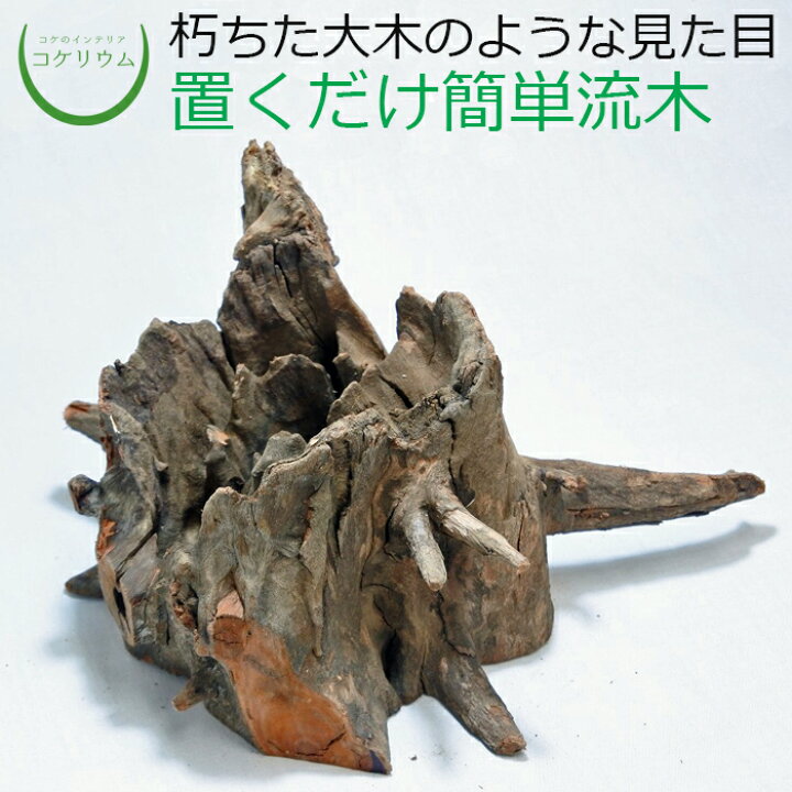 楽天市場 テラリウム 流木 インテリア コケリウム 苔 コケ 苔テラリウム 苔リウム アクアリウム アクアテラリウム 観葉植物 園芸 ハイドロカルチャー ガーデニング グリーン 緑 苔盆栽 癒し Moss スタンプウッドss 形状お任せ コケのインテリア コケリウム