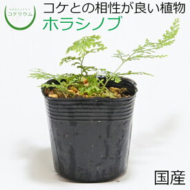 楽天市場 テラリウム シダの通販