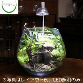 楽天市場 アクア テラリウム 完成 品の通販