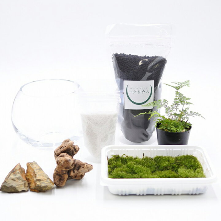 楽天市場】【送料無料 観葉植物 おしゃれ ミニ テラリウム キット 