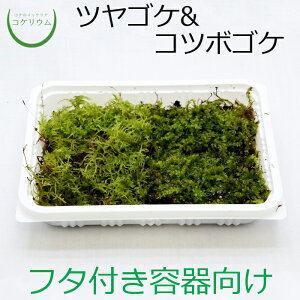 yeE RPE ۋ  RP ۃeE ۃE ANAE ANAeE ϗtA | nChJ`[ K[fjO O[ CeA  ۖ~  moss 