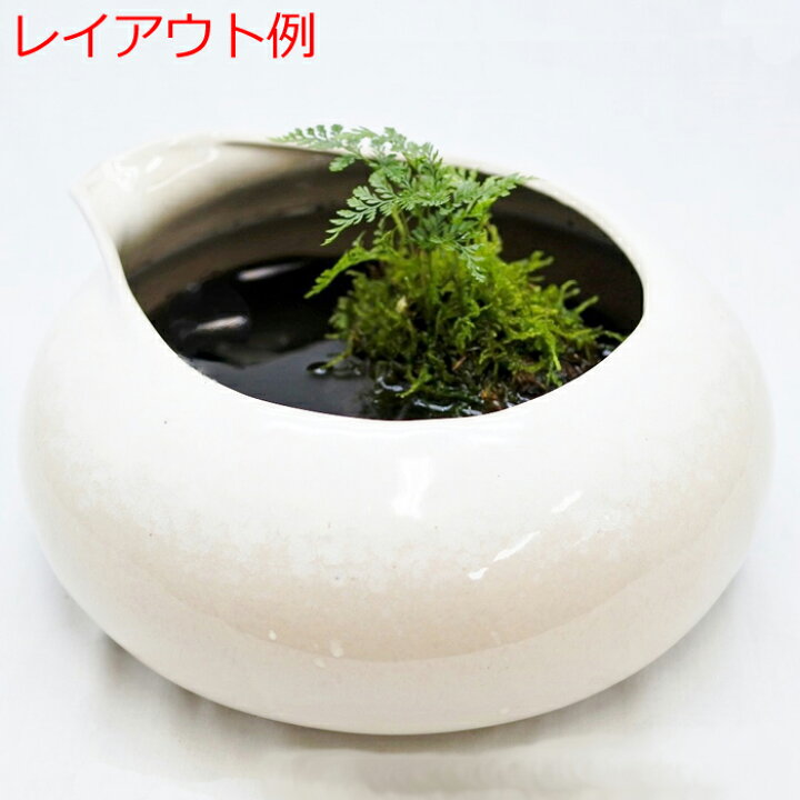 楽天市場 テラリウム ビオトープ 陶器鉢 睡蓮鉢 メダカ めだか コケリウム 苔 コケ 苔テラリウム 苔リウム アクアリウム アクアテラリウム 水槽 観葉植物 園芸 ハイドロカルチャー ガーデニング グリーン インテリア 緑 苔盆栽 ビオトープ鴨口陶器鉢 白 コケの
