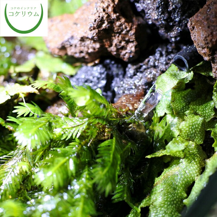 楽天市場 テラリウム コケリウム アクアリウム アクアテラリウム 苔 コケ 苔テラリウム 苔リウム 水草 ろ過器 底面フィルター 観葉植物 園芸 ハイドロカルチャー グリーン インテリア 緑 アクアテラリウム用 ろ過分水器 コケのインテリア コケリウム