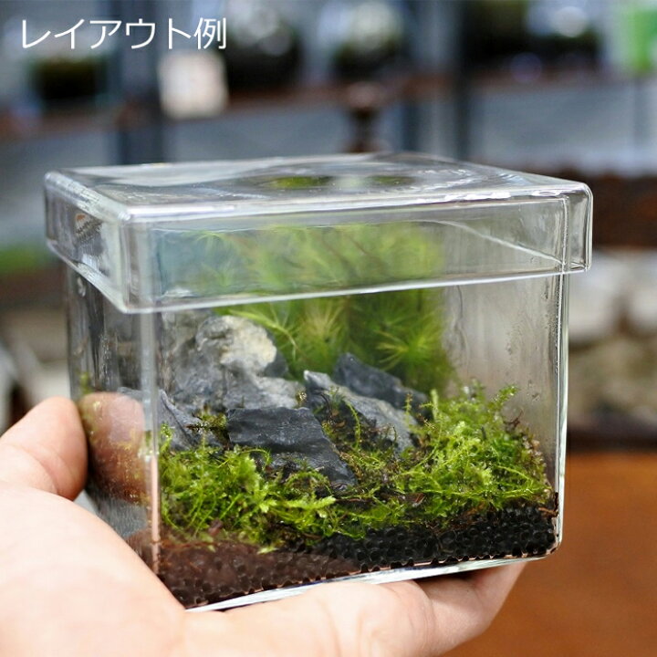 楽天市場】【テラリウム ガラス容器 コケリウム 苔 コケ 苔テラリウム 