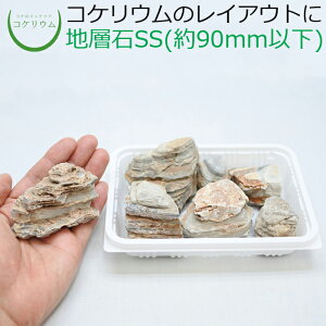 yeE RPE  RP ۃeE ۃE ANAE ANAeE ϗtA | nChJ`[ K[fjO O[ CeA  ۖ~  moss VR 