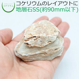 【テラリウム コケリウム 苔 コケ 苔テラリウム 苔リウム アクアリウム アクアテラリウム 観葉植物 園芸 ハイドロカルチャー ガーデニング グリーン インテリア 緑 苔盆栽 癒し moss 天然石