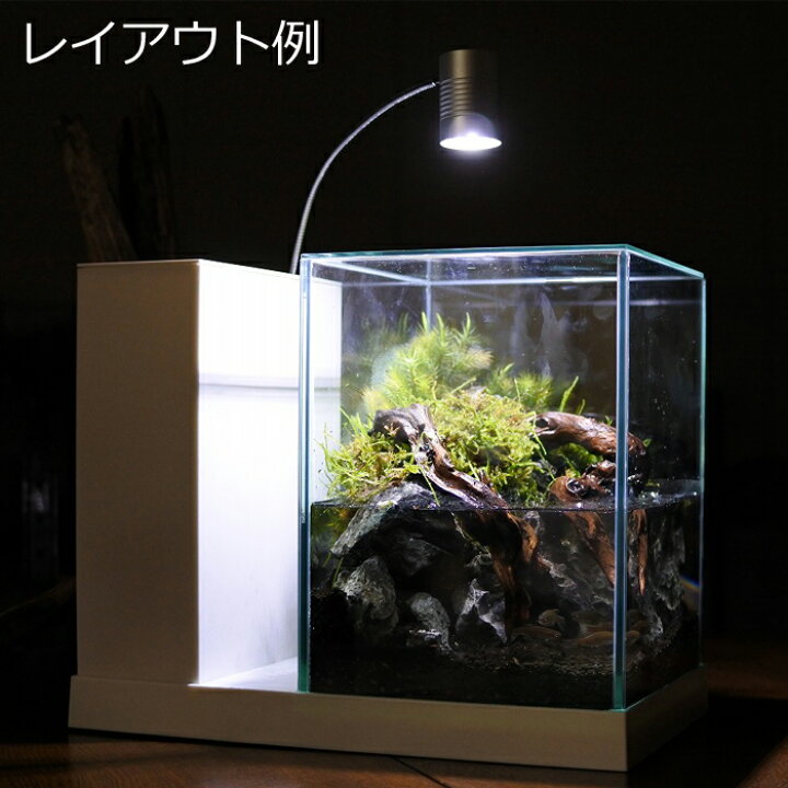 楽天市場 テラリウム コケリウム 苔 コケ 苔テラリウム 苔リウム アクアリウム アクアテラリウム 観葉植物 園芸 ハイドロカルチャー ガーデニング グリーン インテリア 緑 苔盆栽 癒し Moss 初心者 パック ヒノキゴケ コケのインテリア コケリウム