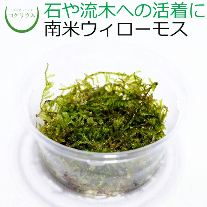 楽天市場 テラリウム コケリウム 苔 コケ 苔テラリウム 苔リウム アクアリウム アクアテラリウム 観葉植物 園芸 ハイドロカルチャー ガーデニング グリーン インテリア 緑 苔盆栽 癒し Moss 初心者 南米ウィローモスカップ コケのインテリア コケリウム