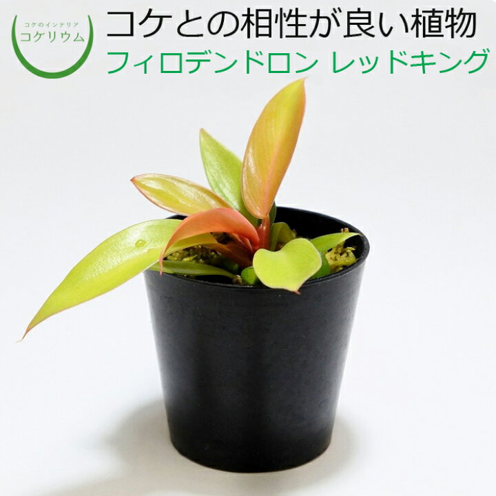 楽天市場 テラリウム コケリウム 苔 コケ 苔テラリウム 苔リウム アクアリウム アクアテラリウム 観葉植物 園芸 ハイドロカルチャー ガーデニング グリーン インテリア 緑 苔盆栽 癒し Moss 初心者 フィロデンドロン レッドキング コケのインテリア コケリウム