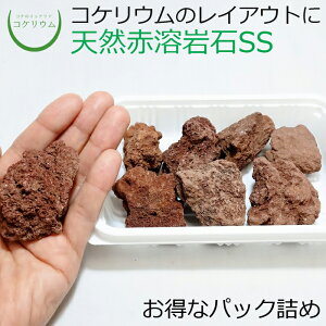 yeE RPE  RP ۃeE ۃE ANAE ANAeE ϗtA | nChJ`[ K[fjO O[ CeA  ۖ~  moss VR 