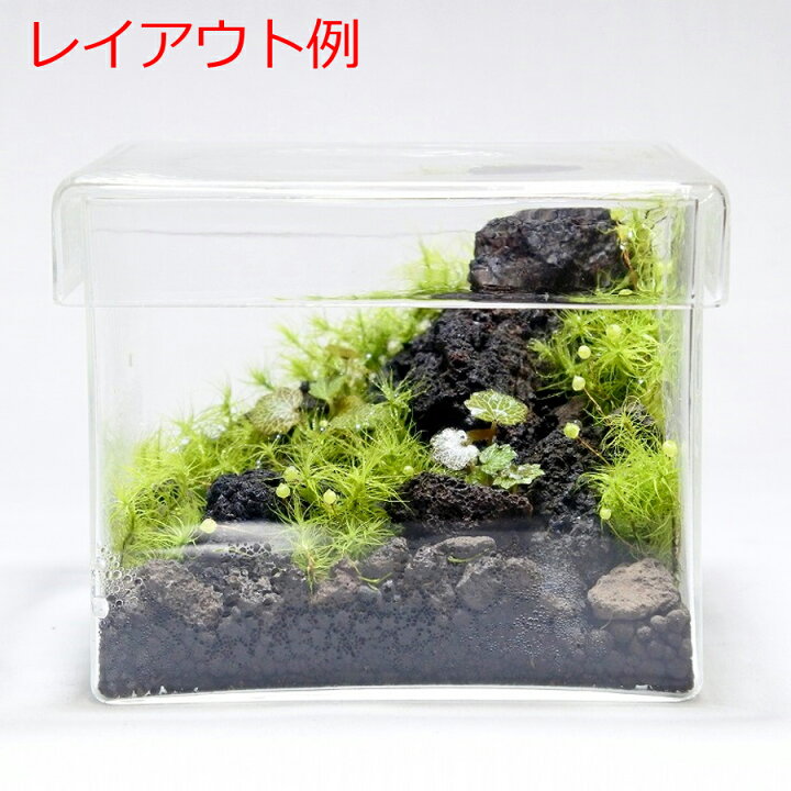楽天市場 テラリウム ガラス容器 コケリウム 苔 コケ 苔テラリウム 苔リウム アクアリウム アクアテラリウム 水槽 観葉植物 園芸 ハイドロカルチャー ガーデニング グリーン インテリア 緑 苔盆栽 癒し Moss 初心者 コケリウムガラス容器 キューブl フタ付 コケ