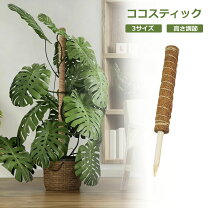 楽天市場】ヘゴ 柱の通販