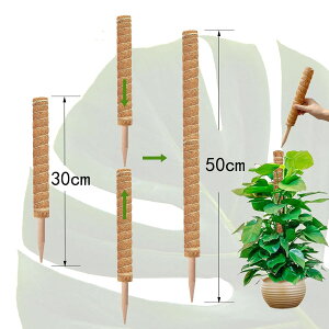モンステラ 支柱 おしゃれ 観葉植物 支柱 ヘゴ支柱 ココスティック モンステラ ヘゴ 棒 ココナッツ ココヤシ 支柱 ココ スティック 園芸 支柱 フラワー ポトス 支柱 ガーデニング 植物サポー
