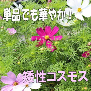 コスモス 苗の人気商品 通販 価格比較 価格 Com