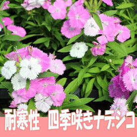 楽天市場 ナデシコ 四季咲きの通販