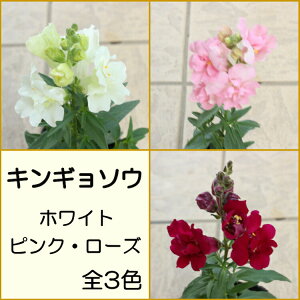 LM\E@gDCj[@(d)@@񂬂傻@c@9Z`|bg