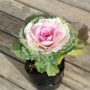 tO ݁in{^ cO~j͂ڂ@n{^c@9Z`|bg