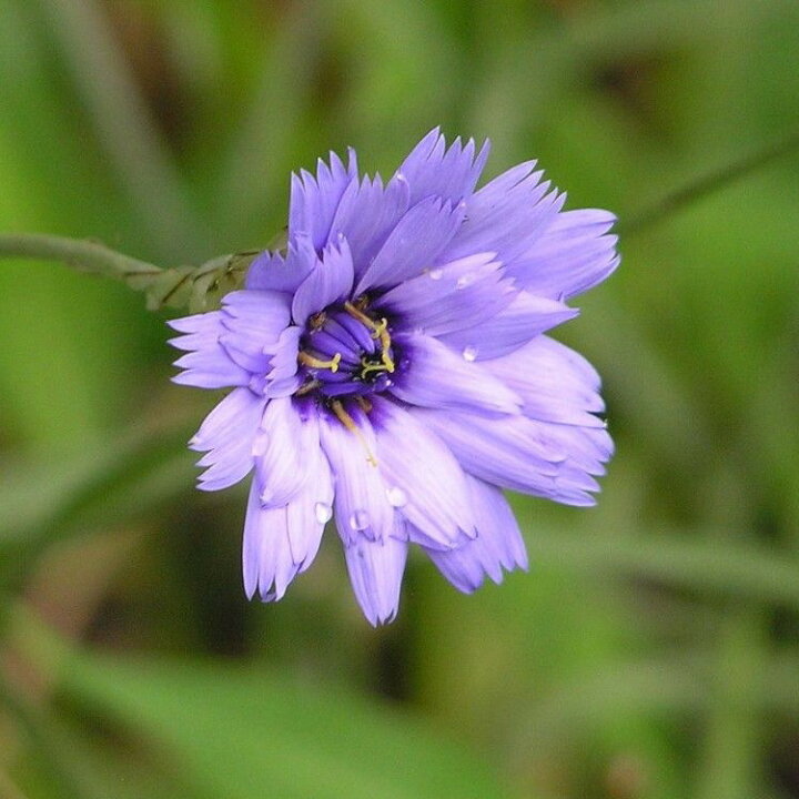 楽天市場 可憐な花 カタナンケ ケルレア 9センチポット 3号 ここなぎ