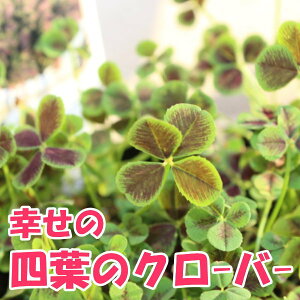 �l�t�̃N���[�o�[�@�c�@9cm�|�b�g�@�l�t�@���