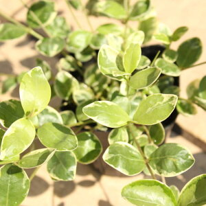 rJ~m[iqcj`j`\Ejc@9cm|bg@rJ}W[icj`j`\Ej̏^i