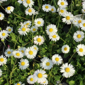 CObVf[W[ i[f[W[j 9Z`|bg@3