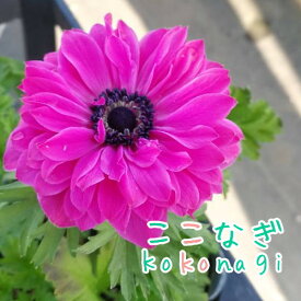 アネモネ　ポルト　ダブルオーキッド　10.5センチポット　3.5号