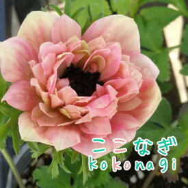 アネモネ　ポルト　ダブルピンク　10.5センチポット　3.5号