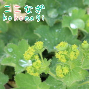 100 Epic Bestアルケミラ モリス 最高の花の画像