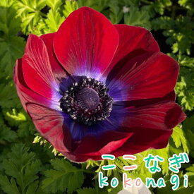 アネモネ　ポルト　チョコレート　10.5センチポット　3.5号